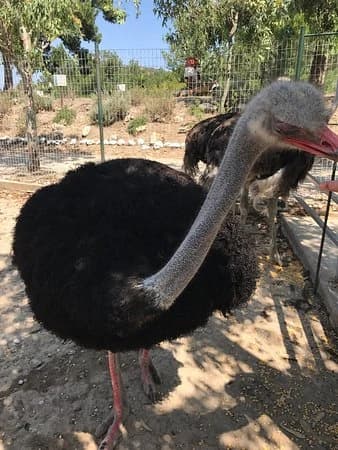 Farma of Rhodes — Petting Zoo