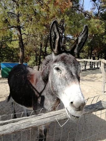 Farma of Rhodes — Petting Zoo