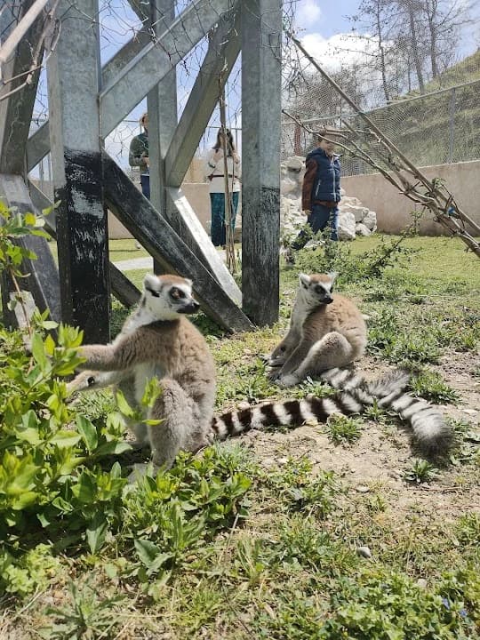Farma of Rhodes — Petting Zoo