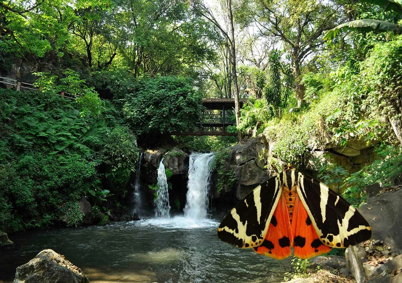 Waterfall with moth at the Valley of Butterflies, Rhodes