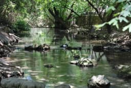 A shaded forest stream with a duck at Seven Springs