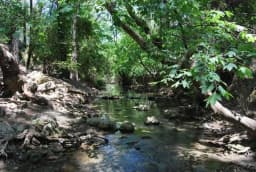 A clear creek running through the shaded forest at Seven Springs
